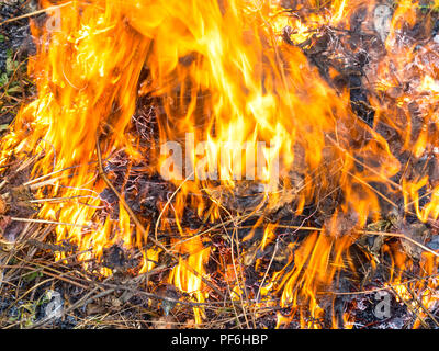 Verbrennung von gartenabfällen am Lagerfeuer. Stockfoto