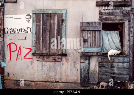 Managua, Nicaragua, Januar 1984; eine ywhite Katze sitzt auf der Fensterbank eines kleinen Holzhaus. Stockfoto