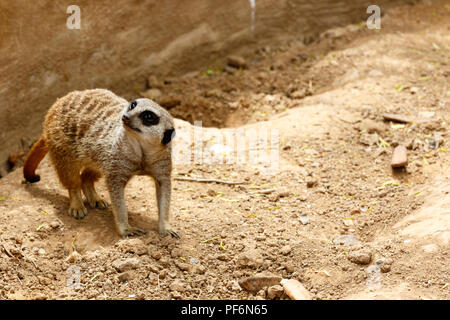 Erdmännchen stehend in den Sand und Suchen auf der Seite Stockfoto