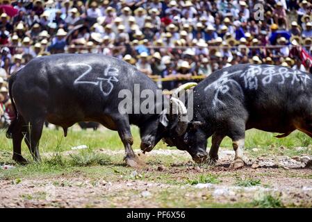 Congjiang, Congjiang, China. 20 Aug, 2018. Congjiang, CHINA - Der Stierkampf in Congjiang gehalten, im Südwesten Chinas Provinz Guizhou. Credit: SIPA Asien/ZUMA Draht/Alamy leben Nachrichten Stockfoto