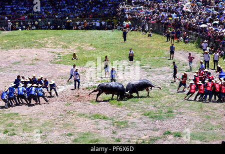 Congjiang, Congjiang, China. 20 Aug, 2018. Congjiang, CHINA - Der Stierkampf in Congjiang gehalten, im Südwesten Chinas Provinz Guizhou. Credit: SIPA Asien/ZUMA Draht/Alamy leben Nachrichten Stockfoto