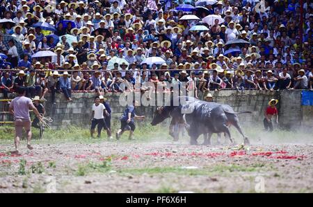 Congjiang, Congjiang, China. 20 Aug, 2018. Congjiang, CHINA - Der Stierkampf in Congjiang gehalten, im Südwesten Chinas Provinz Guizhou. Credit: SIPA Asien/ZUMA Draht/Alamy leben Nachrichten Stockfoto