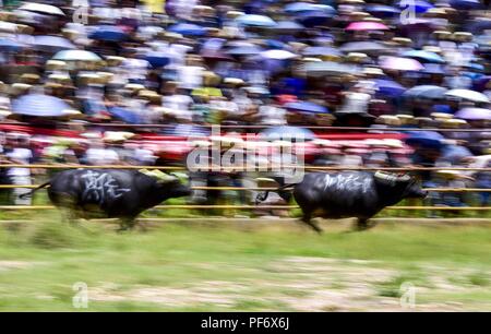 Congjiang, Congjiang, China. 20 Aug, 2018. Congjiang, CHINA - Der Stierkampf in Congjiang gehalten, im Südwesten Chinas Provinz Guizhou. Credit: SIPA Asien/ZUMA Draht/Alamy leben Nachrichten Stockfoto