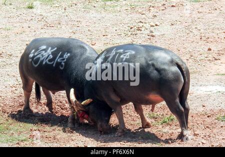 Congjiang, Congjiang, China. 20 Aug, 2018. Congjiang, CHINA - Der Stierkampf in Congjiang gehalten, im Südwesten Chinas Provinz Guizhou. Credit: SIPA Asien/ZUMA Draht/Alamy leben Nachrichten Stockfoto