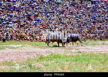 Congjiang, Congjiang, China. 20 Aug, 2018. Congjiang, CHINA - Der Stierkampf in Congjiang gehalten, im Südwesten Chinas Provinz Guizhou. Credit: SIPA Asien/ZUMA Draht/Alamy leben Nachrichten Stockfoto