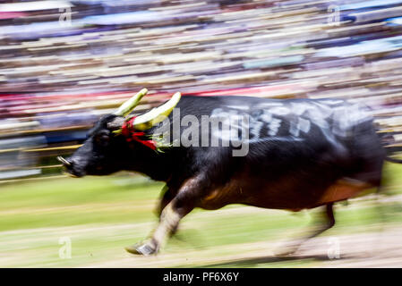 Congjiang, Congjiang, China. 20 Aug, 2018. Congjiang, CHINA - Der Stierkampf in Congjiang gehalten, im Südwesten Chinas Provinz Guizhou. Credit: SIPA Asien/ZUMA Draht/Alamy leben Nachrichten Stockfoto