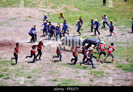 Congjiang, Congjiang, China. 20 Aug, 2018. Congjiang, CHINA - Der Stierkampf in Congjiang gehalten, im Südwesten Chinas Provinz Guizhou. Credit: SIPA Asien/ZUMA Draht/Alamy leben Nachrichten Stockfoto