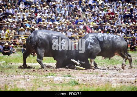 Congjiang, Congjiang, China. 20 Aug, 2018. Congjiang, CHINA - Der Stierkampf in Congjiang gehalten, im Südwesten Chinas Provinz Guizhou. Credit: SIPA Asien/ZUMA Draht/Alamy leben Nachrichten Stockfoto