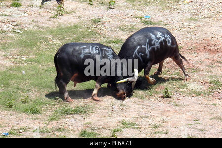 Congjiang, Congjiang, China. 20 Aug, 2018. Congjiang, CHINA - Der Stierkampf in Congjiang gehalten, im Südwesten Chinas Provinz Guizhou. Credit: SIPA Asien/ZUMA Draht/Alamy leben Nachrichten Stockfoto