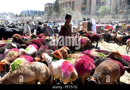 Kabul, Afghanistan. 20 Aug, 2018. Die Menschen vor Ort kaufen Opfertiere in einem Viehmarkt in Kabul, Afghanistan, am 12.08.20, 2018, vor dem jährlichen Festival Eid al-Adha, hat keine bestimmte Zeitdauer. Credit: Dai Er/Xinhua/Alamy leben Nachrichten Stockfoto