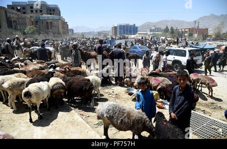 Kabul, Afghanistan. 20 Aug, 2018. Die Menschen vor Ort kaufen Opfertiere in einem Viehmarkt in Kabul, Afghanistan, am 12.08.20, 2018, vor dem jährlichen Festival Eid al-Adha, hat keine bestimmte Zeitdauer. Credit: Dai Er/Xinhua/Alamy leben Nachrichten Stockfoto