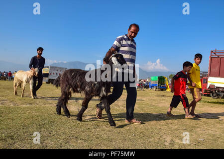 August 20, 2018 - Srinagar, Jammu und Kaschmir, Indien - Glückliche muslimischen Kunden tragen die Schafe, wenn sie aus dem Viehmarkt gekauft vor Eid-ul-Adha in Srinagar. Muslime auf der ganzen Welt feiern das Eid al-Adha, oder das Fest des Opfers, durch Verzicht auf Tiere der Prophet Ibrahim, den Glauben an die Bereitschaft, seinen Sohn zu opfern zu gedenken. Credit: Abbas Idrees/SOPA Images/ZUMA Draht/Alamy leben Nachrichten Stockfoto