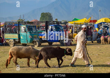 August 20, 2018 - Srinagar, Jammu und Kaschmir, Indien - Kaschmir muslimischen Spaziergänge mit den Schafen, die er aus dem Viehmarkt für das Opfern auf Eid-ul-Adha in Srinagar. Muslime auf der ganzen Welt, ebenso wie das Eid al-Adha, oder das Fest des Opfers, durch Verzicht auf Tiere der Prophet Ibrahim, den Glauben an die Bereitschaft, seinen Sohn zu opfern zu gedenken Feiern erworben hat. Credit: Abbas Idrees/SOPA Images/ZUMA Draht/Alamy leben Nachrichten Stockfoto