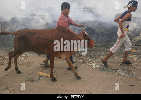 Dhaka, Bangladesch. 20. August 2018. Kinder sind eine Kuh nach kaufen als Menschen Bestimmungen in der Vorbereitung für das Eid Al Adha Feier. Eid Al Adha auch genannt das "Festival der Opfer'', ist die zweite von zwei islamischen Feiertage jedes Jahr weltweit gefeiert und als Heiliger der Beiden. Credit: MD Mehedi Hasan/ZUMA Draht/Alamy leben Nachrichten Stockfoto