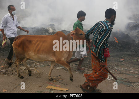 Dhaka, Bangladesch. 20. August 2018. Zwei Männer sind Zeichnung eine Kuh nach kaufen als Menschen Bestimmungen in der Vorbereitung für das Eid Al Adha Feier. Eid Al Adha auch genannt das "Festival der Opfer'', ist die zweite von zwei islamischen Feiertage jedes Jahr weltweit gefeiert und als Heiliger der Beiden. Credit: MD Mehedi Hasan/ZUMA Draht/Alamy leben Nachrichten Stockfoto