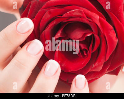 Schöne Frau hand mit polierten Nägel im französischen Stil mit Rose Stockfoto