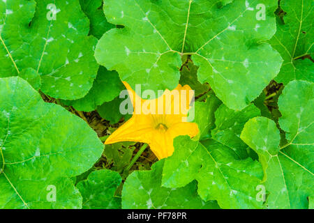 Kürbis Pflanze mit grossen Blättern und großen, gelben Blume Stockfoto