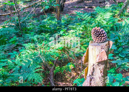 Pine Cone auf einem geschnittenen Baumstumpf im Wald landschaft Stockfoto