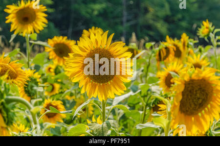 Bereich der hellen gelben Sonnenblumen im Sommer Stockfoto