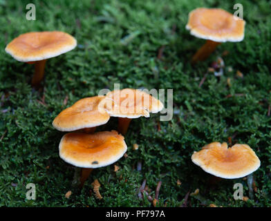 Falsche chanterelle Pilzen in einer Moss Stockfoto