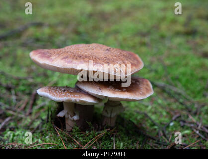 Drei blusher Pilze im Wald Stockfoto