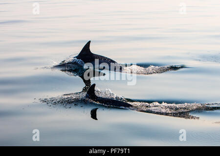 Ein paar schnell und wendig Short-Beaked Gemeine Delfine, Delphinus delphis, Schwimmen in den Nordatlantik aus Cape Cod, Massachusetts. Stockfoto