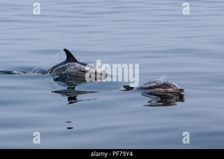 Schnell und wendig Short-Beaked Gemeine Delfine, Delphinus delphis, Schwimmen in den Nordatlantik aus Cape Cod, Massachusetts. Stockfoto