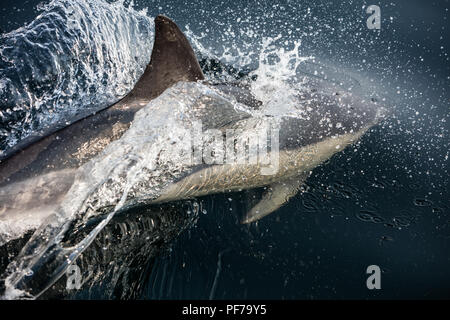 Eine schnelle und flexible Short-Beaked Common dolphin, Delphinus delphis, schwimmt im Nordatlantik aus Cape Cod, Massachusetts. Stockfoto