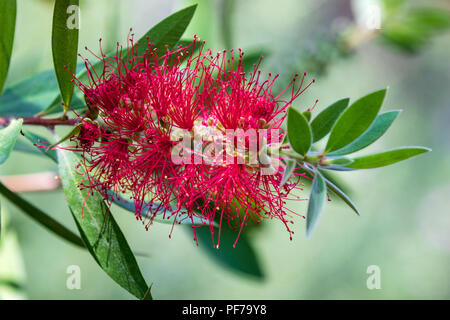 Eine Nahaufnahme einer Bottlebrush-Anlage zeigt die einzigartige zylindrische geformte Natur der Blume. Stockfoto
