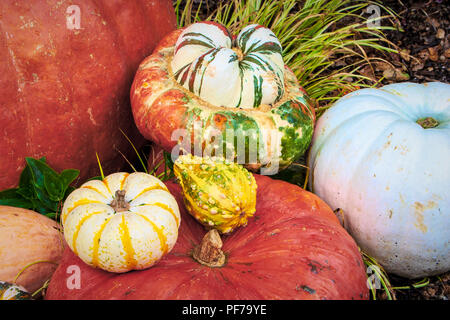 Die Anordnung der verschiedenen Kürbisse und/oder Kürbisse Stockfoto