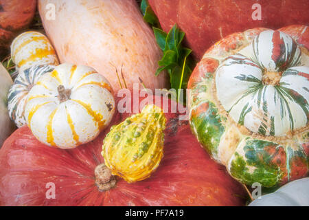 Die Anordnung der verschiedenen Kürbisse und/oder Kürbisse Stockfoto