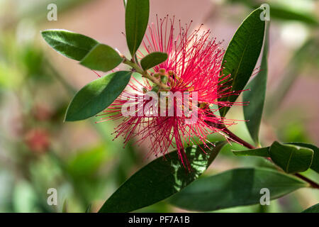Eine Nahaufnahme einer Bottlebrush-Anlage zeigt die einzigartige zylindrische geformte Natur der Blume. Stockfoto