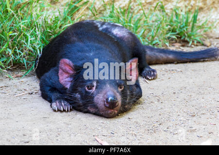 Tasmanische Teufel - Sarcophilus harrisii - Captive Muster Stockfoto