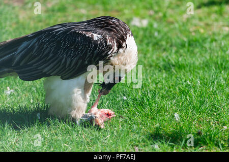 Seitliche Ansicht der Bartgeier (Gypaetus Barbatus) lat: aur Weide während der rasterbildverarbeitung der Beute. Stockfoto