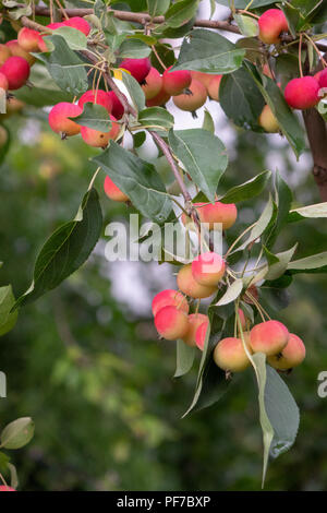 Kleines Paradies Äpfel auf einem Zweig in den Garten, die Zeit der Ernte. Umweltfreundliche gesundes Produkt. Stockfoto