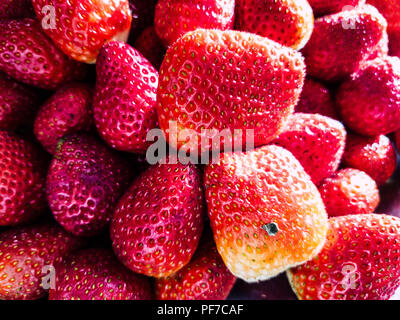 Hintergrund aus erntefrischen Erdbeeren direkt über Stockfoto