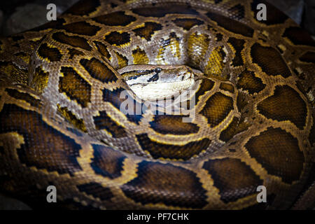 Close-up Python burmesischen schläft nach ein dichtes Abendessen Stockfoto