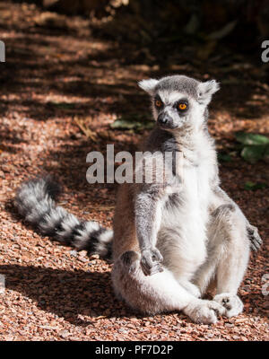 Ring tailed Lemur, Meditieren über stoney Ground ist Stockfoto