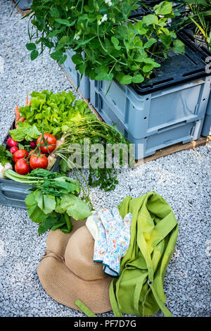 Kiste voller frisch gepflückte Gemüse, Stroh, Hut und Handschuhen in einem Garten. Homegrown bio produzieren Konzept. Nachhaltige Landwirtschaft. Stockfoto