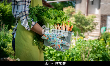 Nicht erkennbare Frau Bauer Holding Kiste voller frisch geerntete Gemüse in Ihrem Garten. Homegrown bio produzieren Konzept. Nachhaltiges Leben. Stockfoto