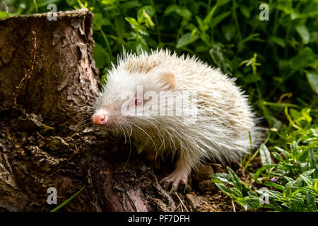 Igel, selten, wild, native, Europäische albino Igel im natürlichen Lebensraum, der Nahrungssuche in einem Garten. Wissenschaftlicher Name: Erinaceus europaeus. Horizontale. Stockfoto