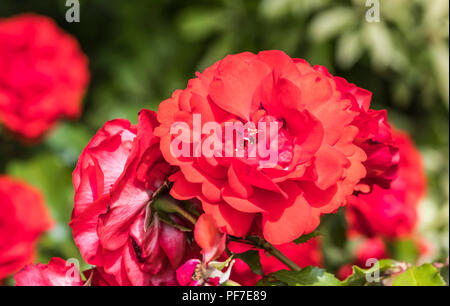 Red Rose (Rosa) Blüte im Sommer in Großbritannien. Stockfoto