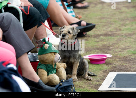 Ein Zuschauer Hund an der nationalen Frauen Lawn Bowls Meisterschaften, Leamington Spa, Großbritannien Stockfoto