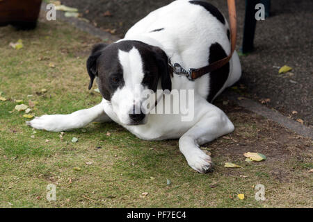 Ein Zuschauer Hund an der nationalen Frauen Lawn Bowls Meisterschaften, Leamington Spa, Großbritannien Stockfoto