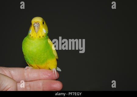 Grüne und gelbe Wellensittich parakeat Vogel sitzt auf der menschlichen Hand Finger mit Kopie Raum und dunklen Hintergrund Stockfoto