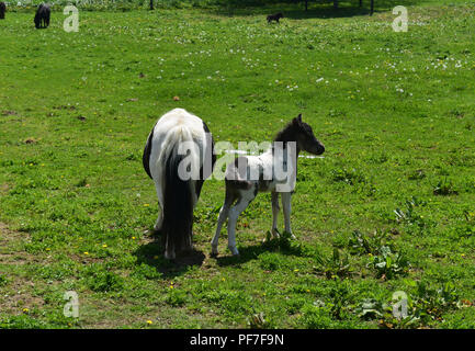 Wunderschöne neugeborenen Miniatur Pferd stehend in einem üppigen grünen Weide. Stockfoto