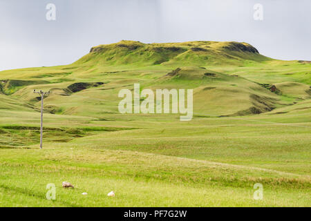 Isländische Schafe auf grünen Wiese weide Feld mit Hügel, Berg Islands Sommer, Stromleitungen, Masten, Pfosten Stockfoto