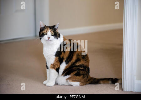 Lustig niedlich Ausdruck Gesicht Frauen Calico Katze sitzt auf dem Teppich im Haus Zimmer im Haus, grüne Augen lächelnden Mund lustig Meme Stockfoto