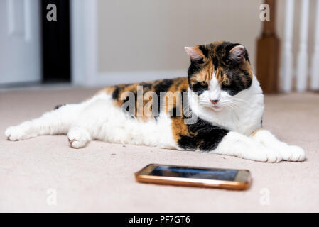 Nahaufnahme des calico cat face Augen beobachten Smartphone Handy video Screen von Vögeln und Tieren auf dem Teppich Etage im Haus suchen Stockfoto