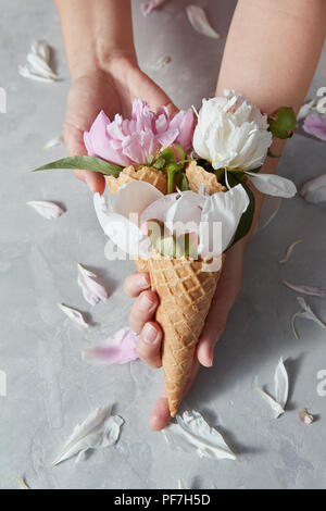 Drei Wafer Kegel mit sanften Pfingstrose Blüten in einem Mädchen Hände mit Blüten auf einem grauen konkreten Hintergrund, kopieren. Ansicht von oben. Konzept der congratulatio Stockfoto